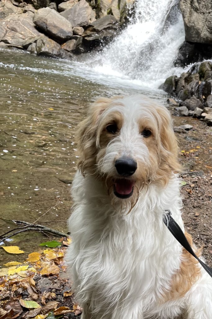 F1b Bernedoodle