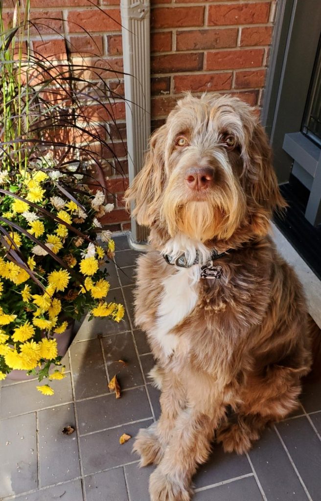 F1b Bernedoodle