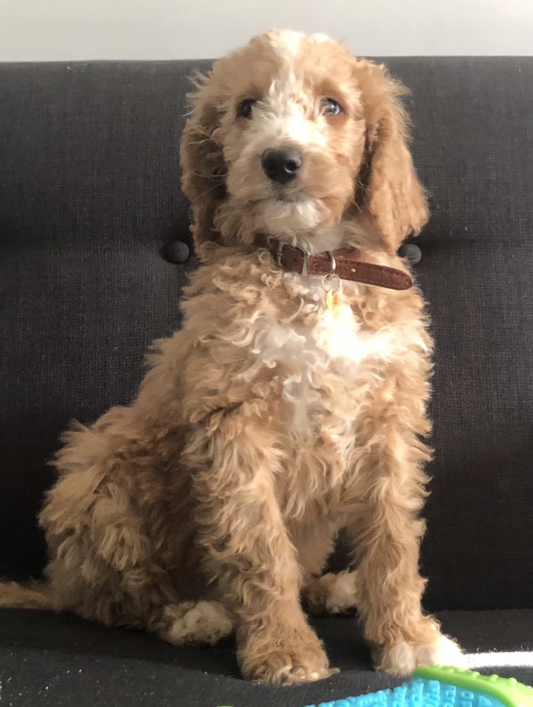 F1b Bernedoodle Puppy