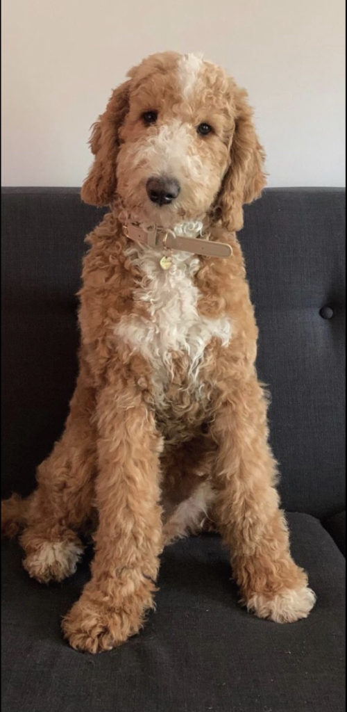 F1b Bernedoodle Puppy