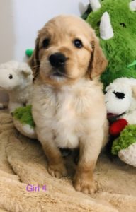 Golden Mountain Doodle Puppy