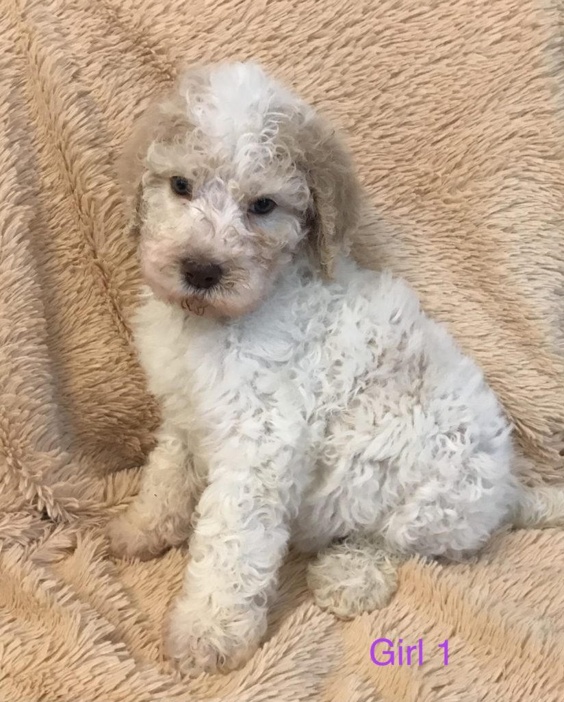 F1b Bernedoodle Puppy