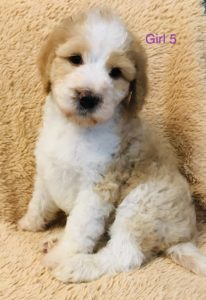 F1b Bernedoodle Puppy