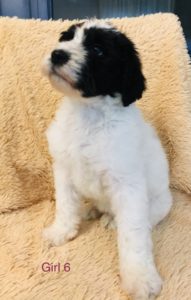 F1b Bernedoodle Puppy