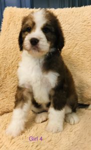 F1b Bernedoodle Puppy