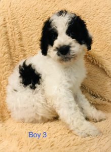 F1b Bernedoodle Puppy