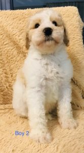 F1b Bernedoodle Puppy