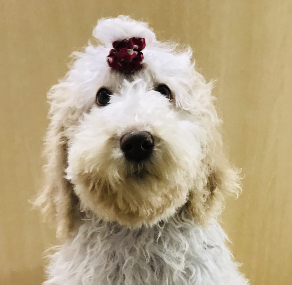 F1b Bernedoodle Puppy