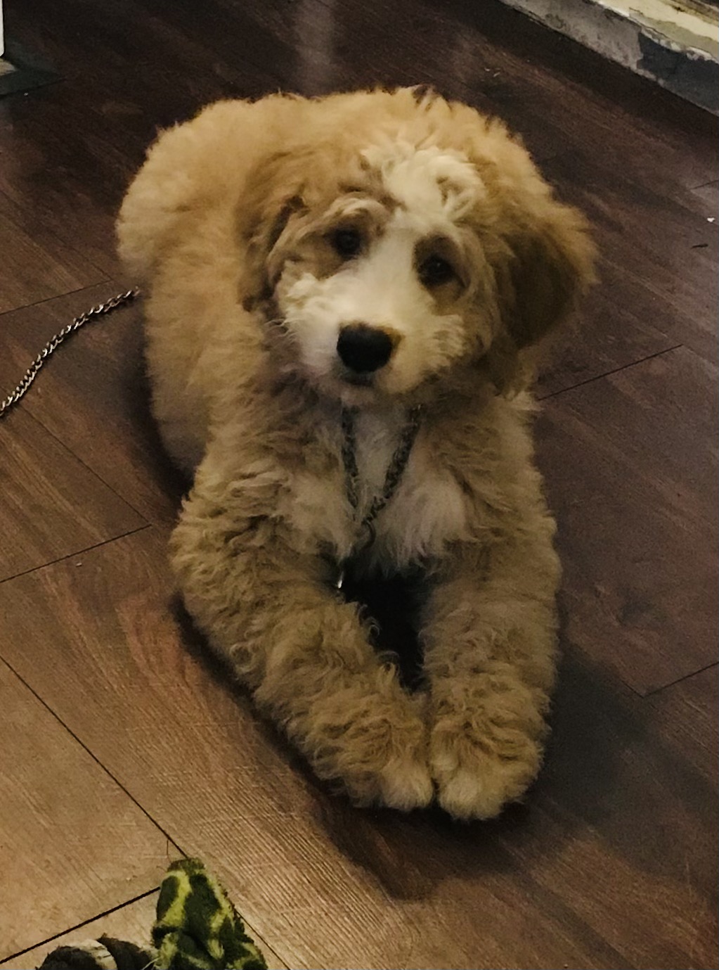 Bernedoodle