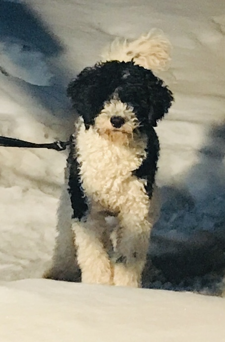 Mini Sheepadoodle