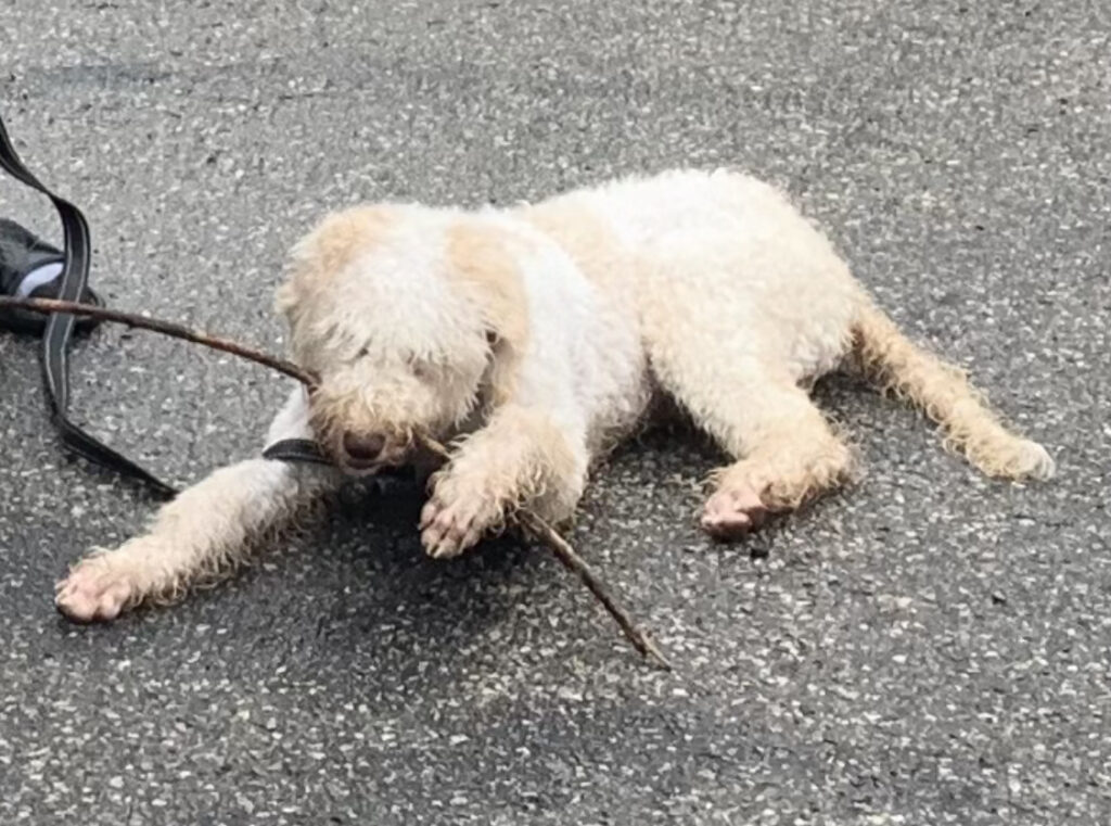 F1b Bernedoodle Puppy