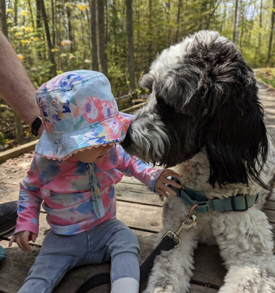 Bernedoodle Puppy