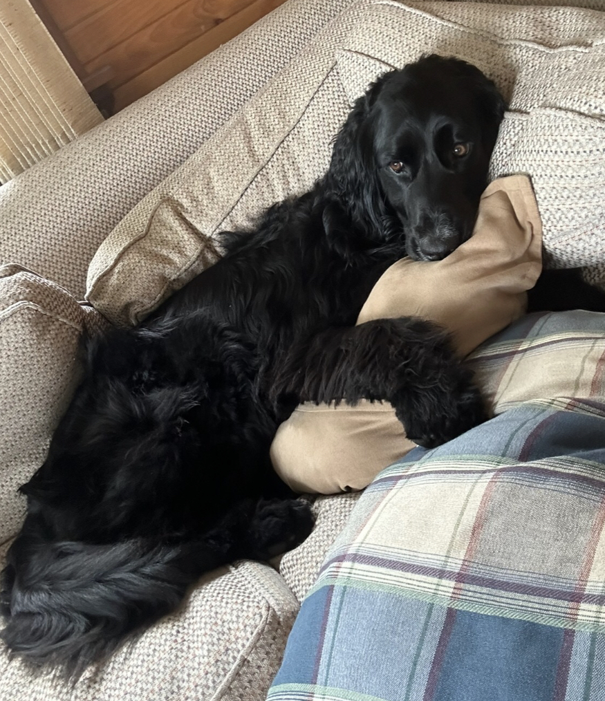 Olde English Goldendoodle