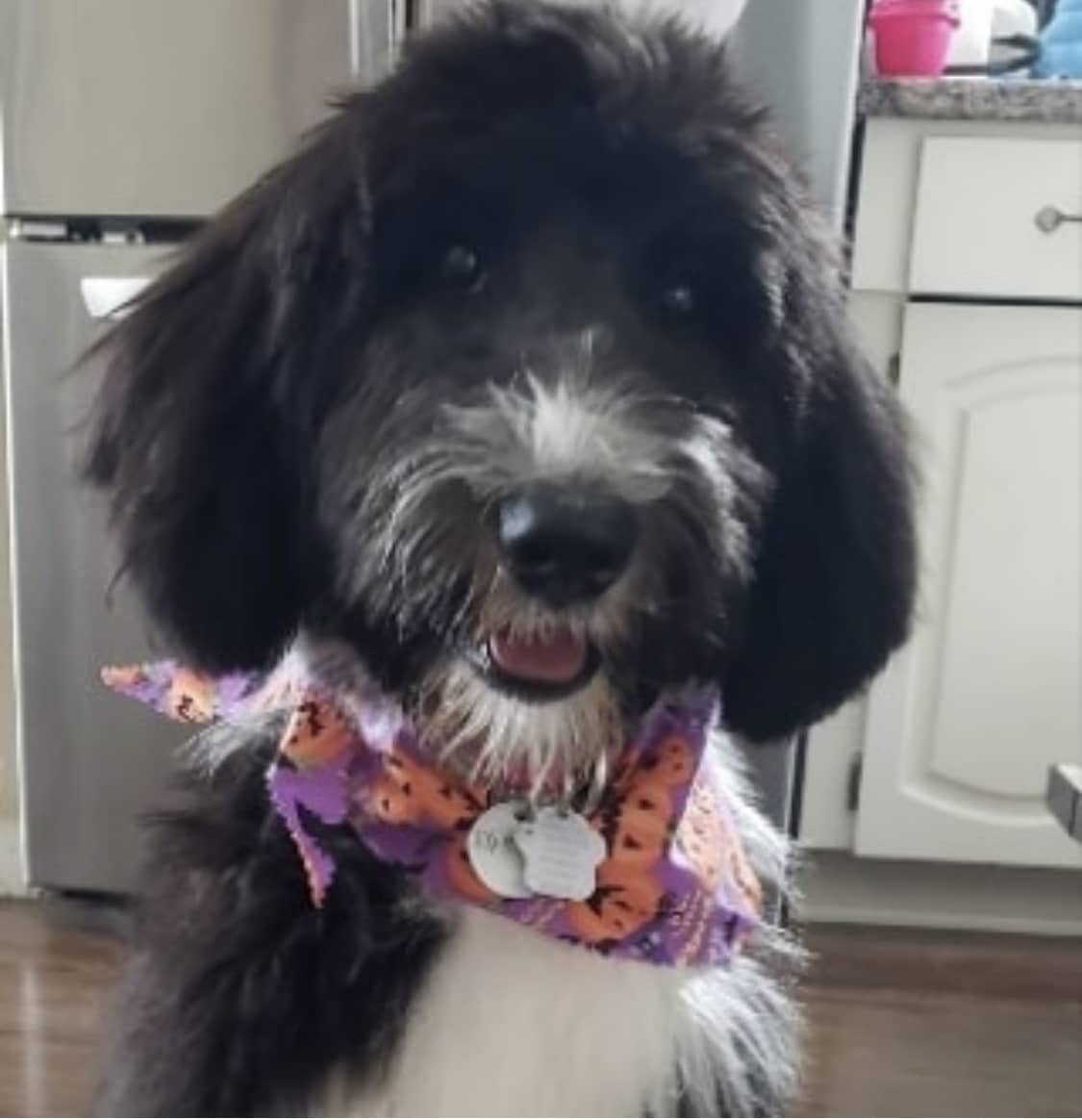 Bernedoodle