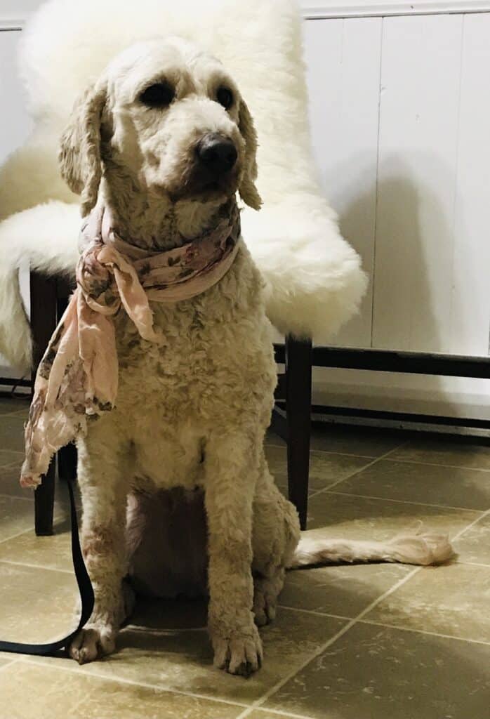 Dixie Goldendoodle