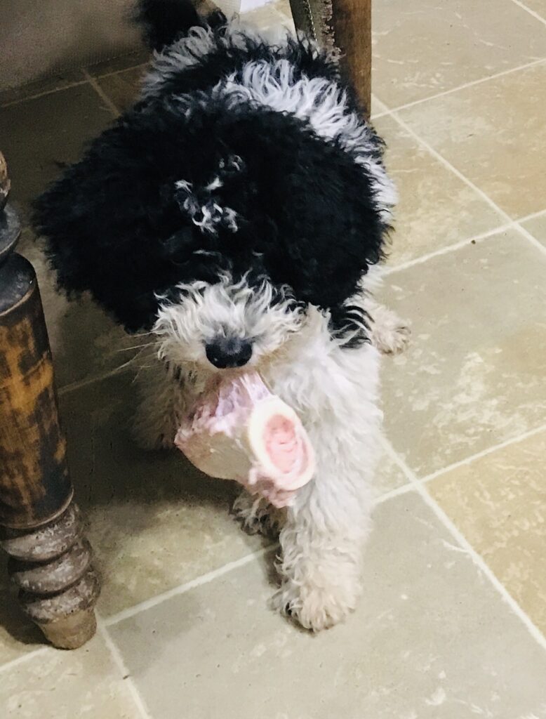 Mini Sheepadoodle