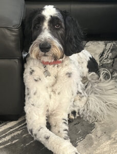 Bernedoodle