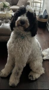 Bernedoodle