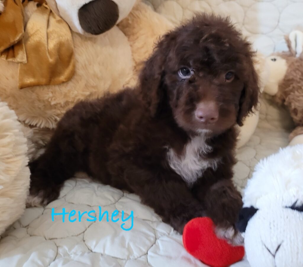 Mini Olde English Goldendoodle