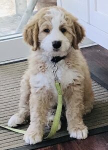 Bernedoodle Puppy