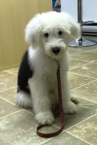 Old English Sheepdog Puppy