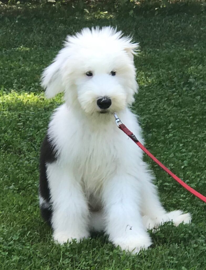 Old English Sheepdog Puppy