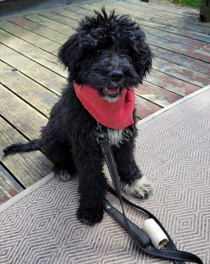 Olde English Goldendoodle Puppy