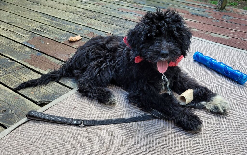 Olde English Goldendoodle Puppy