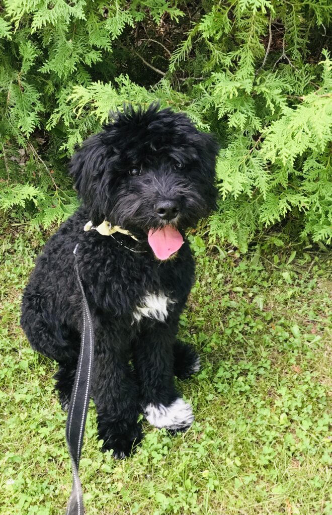 Olde English Goldendoodle puppy