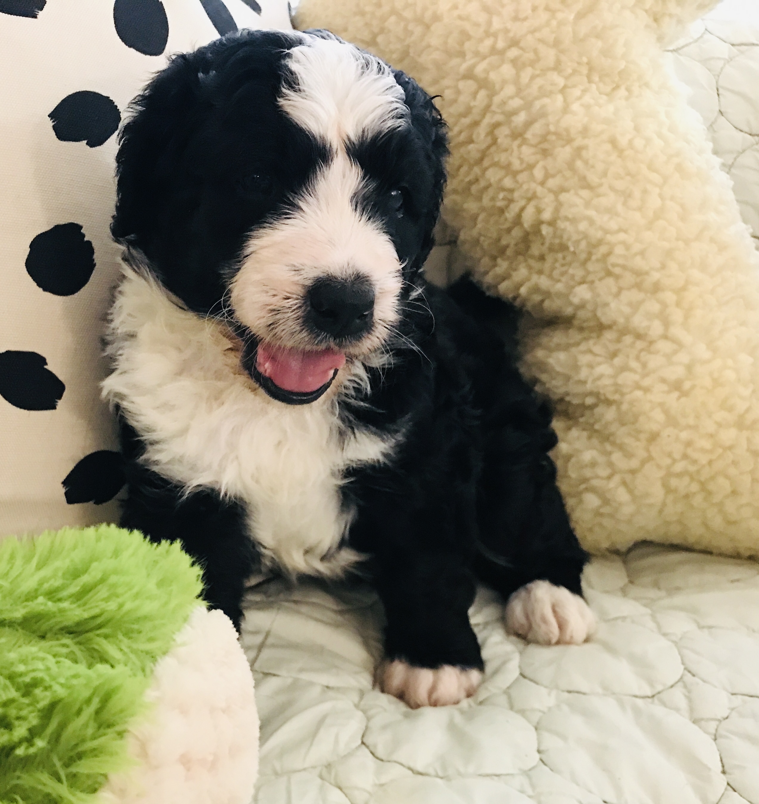 Golden Mountain Doodle Puppy