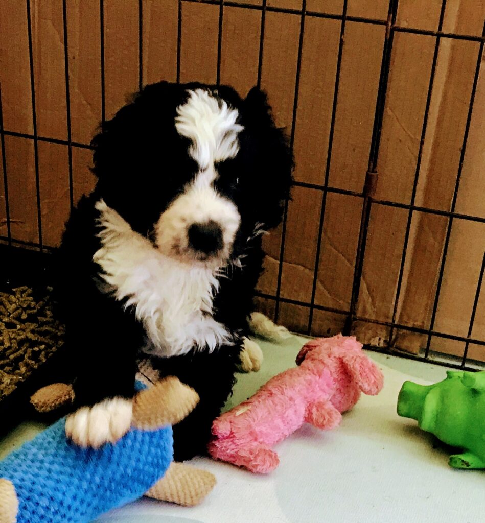 Golden Mountain Doodle Puppy