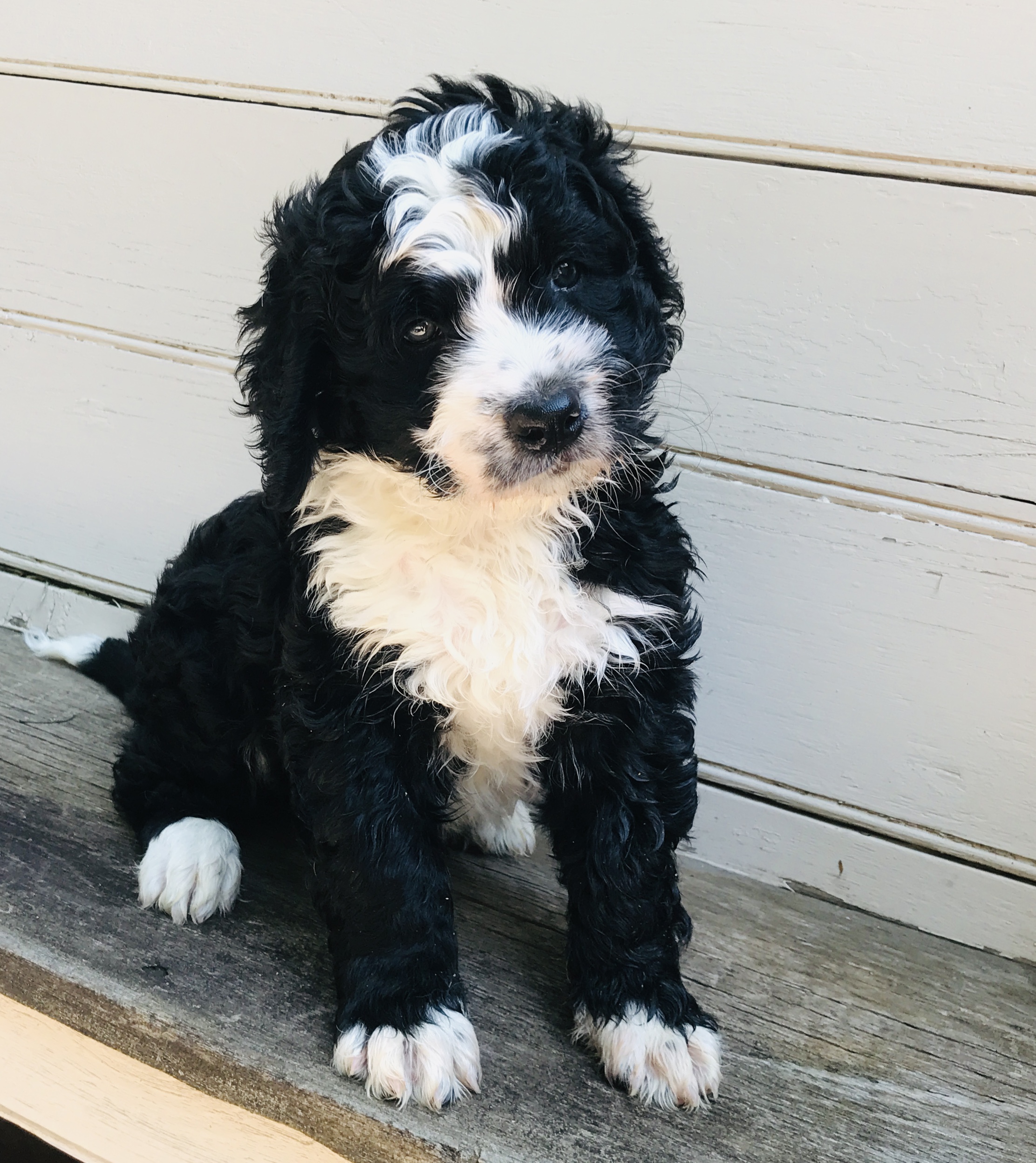 Golden Mountain Doodle Puppy