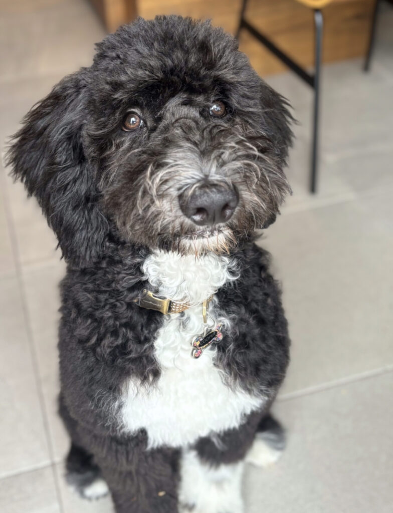 Olde English Goldendoodle