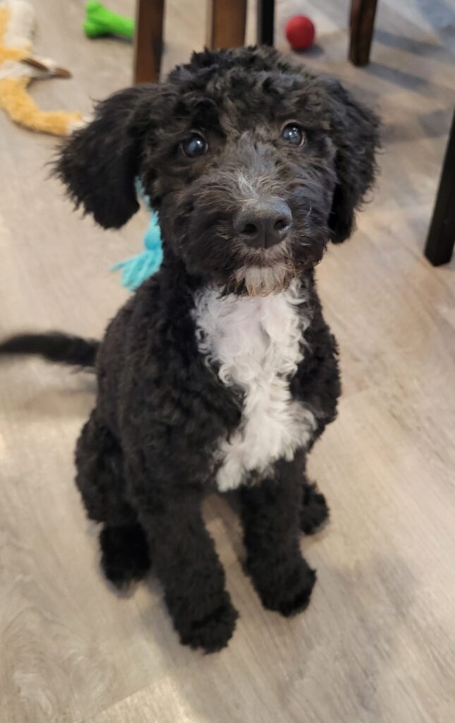 Olde English Goldendoodle