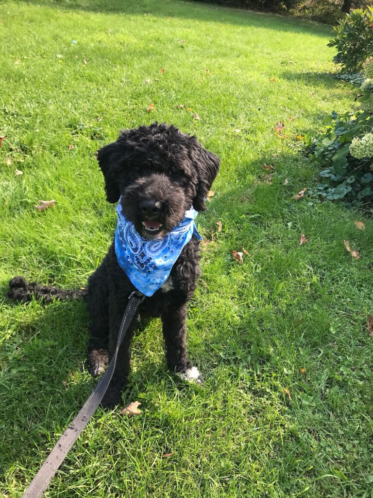 Olde English Goldendoodle