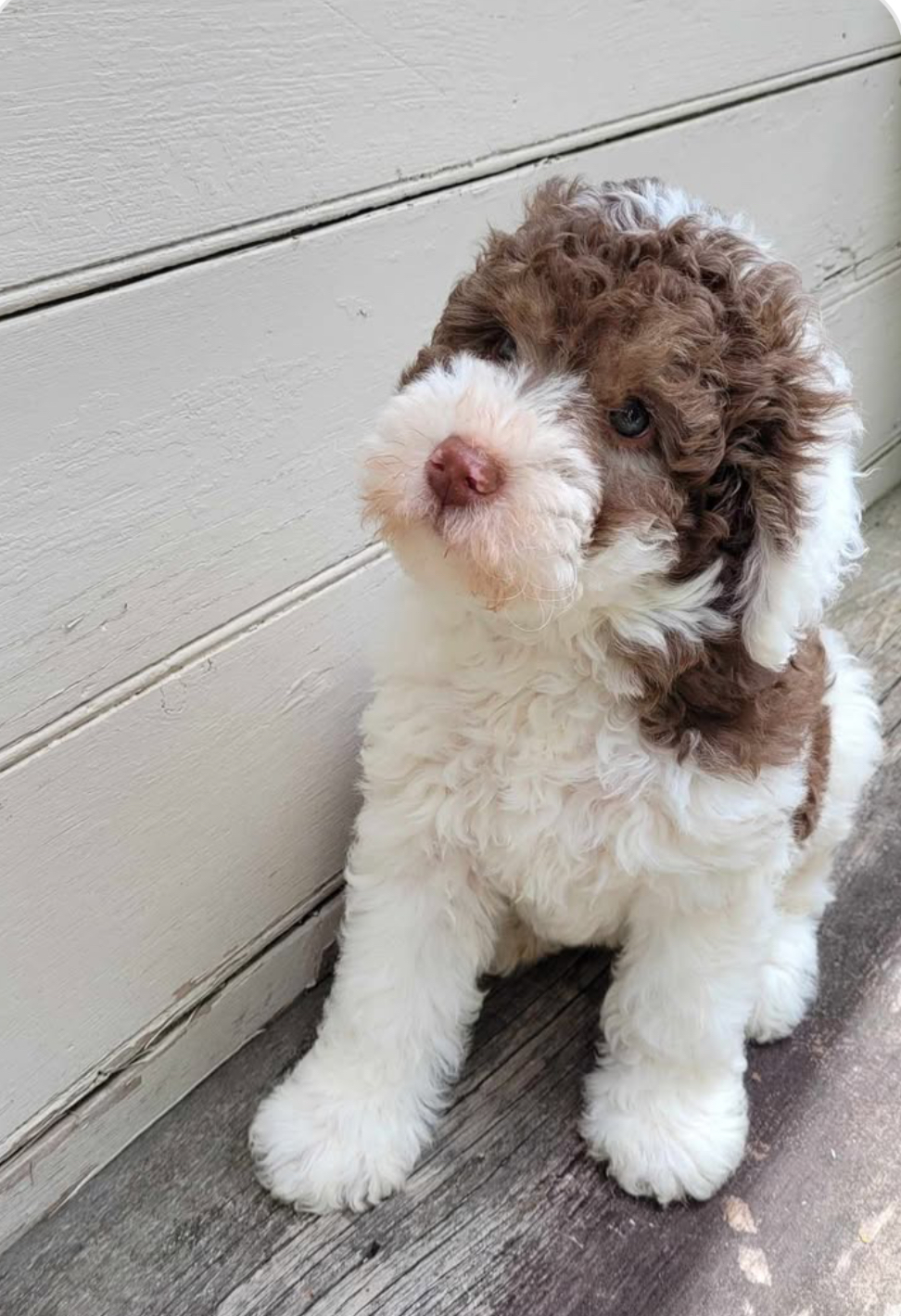 Sheepadoodle Puppy