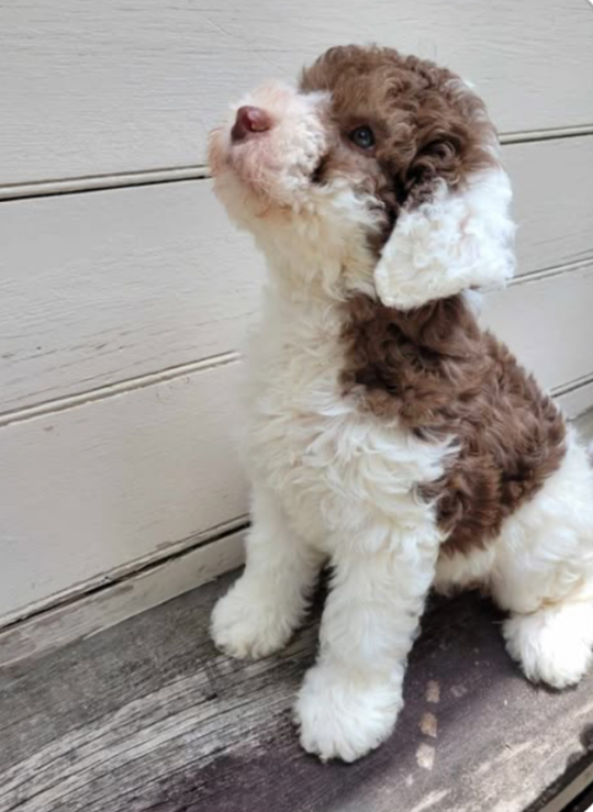 Sheepadoodle Puppy