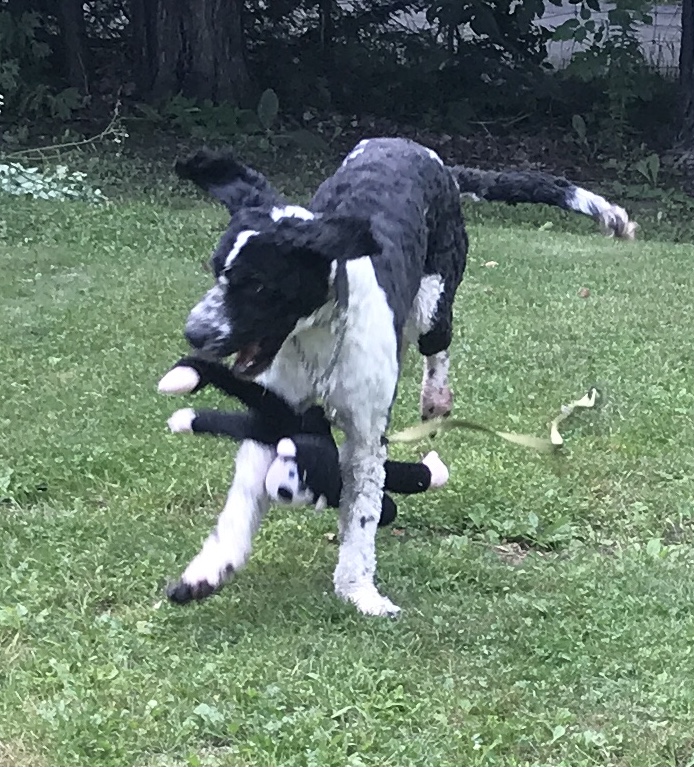 Golden Mountain Doodle