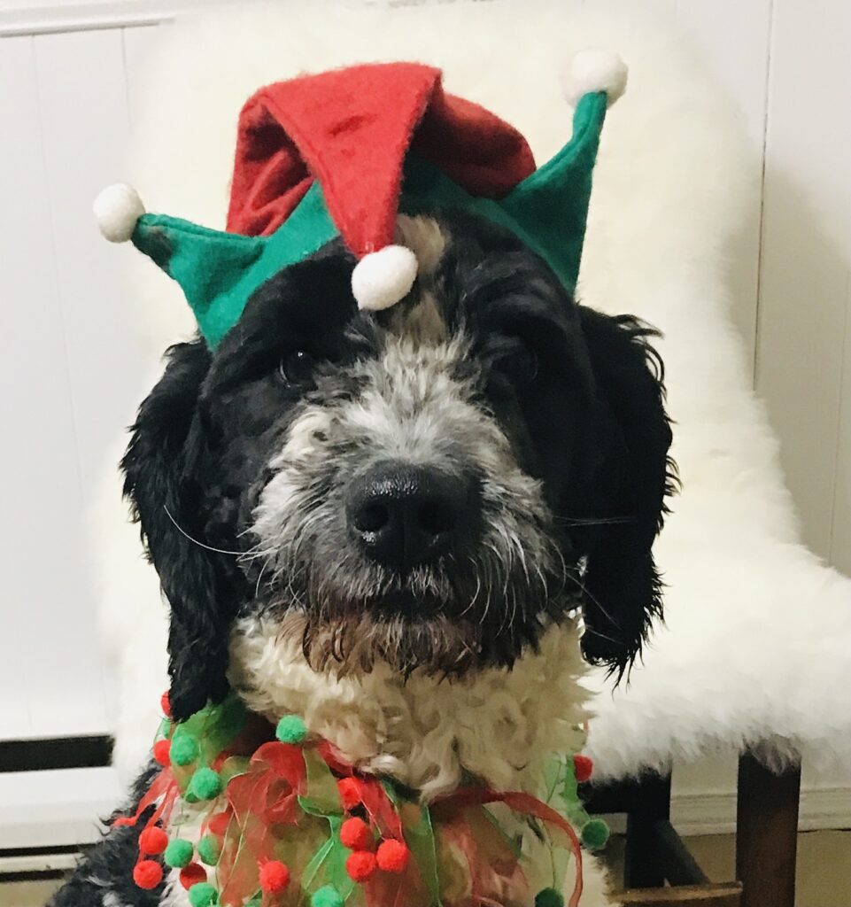 Golden Mountain Doodle