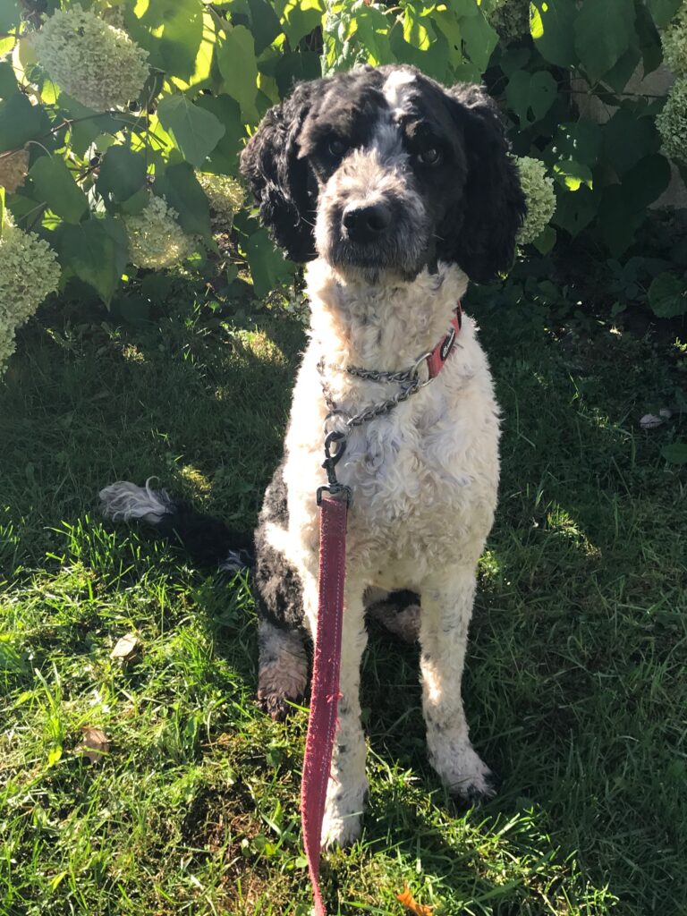 Golden Mountain Doodle