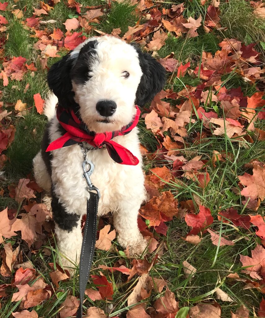 Mini Sheepadoodle