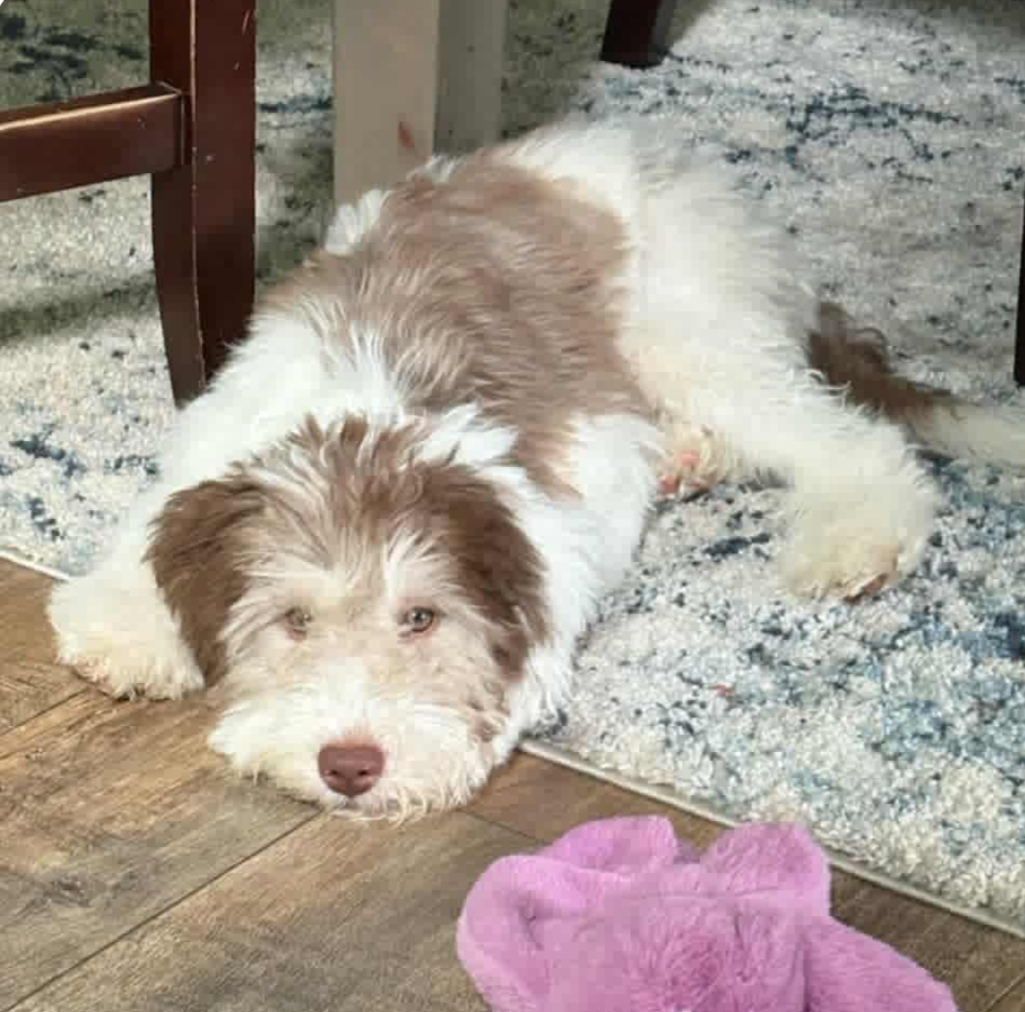 Mini/Medium Sheepadoodle