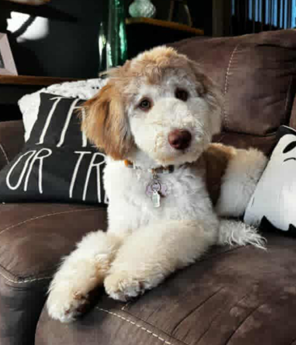 Mini/Medium Sheepadoodle