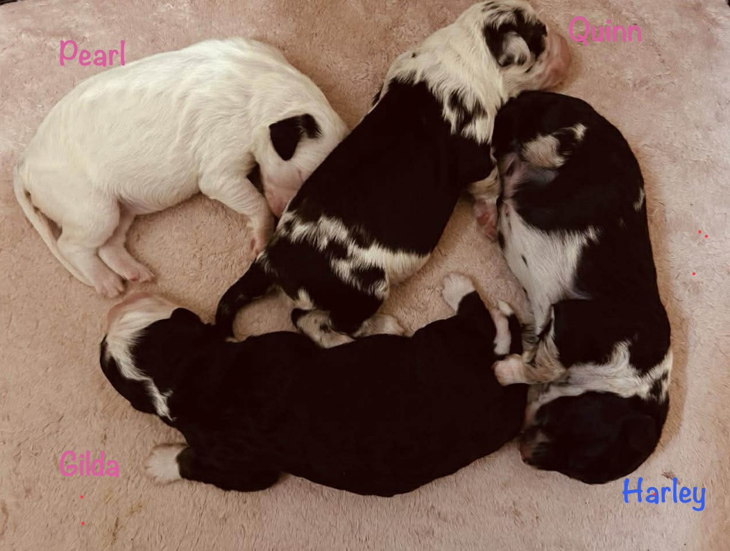 Mini Sheepadoodle Puppies
