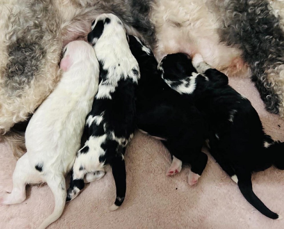Mini Sheepadoodles
