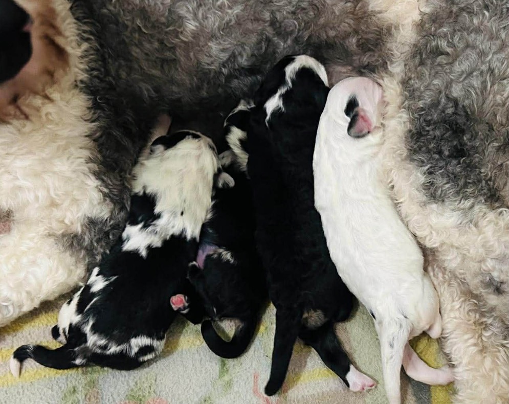 Mini Sheepadoodles