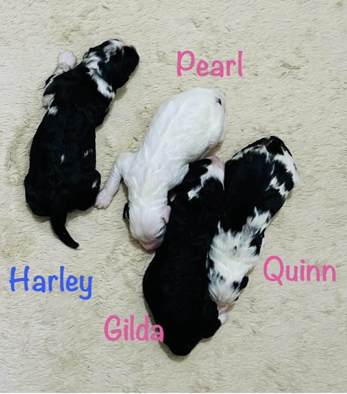 Mini Sheepadoodles