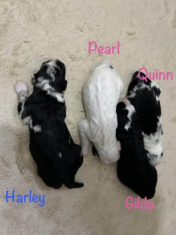 Mini Sheepadoodle Puppies