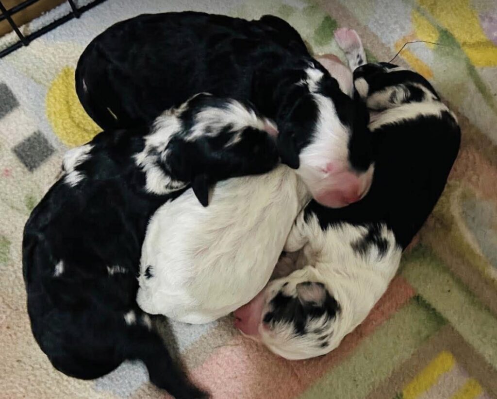 Mini Sheepadoodles