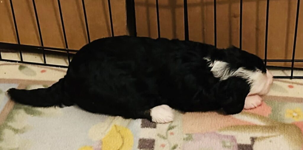 Sheepadoodle Puppy Ontario
